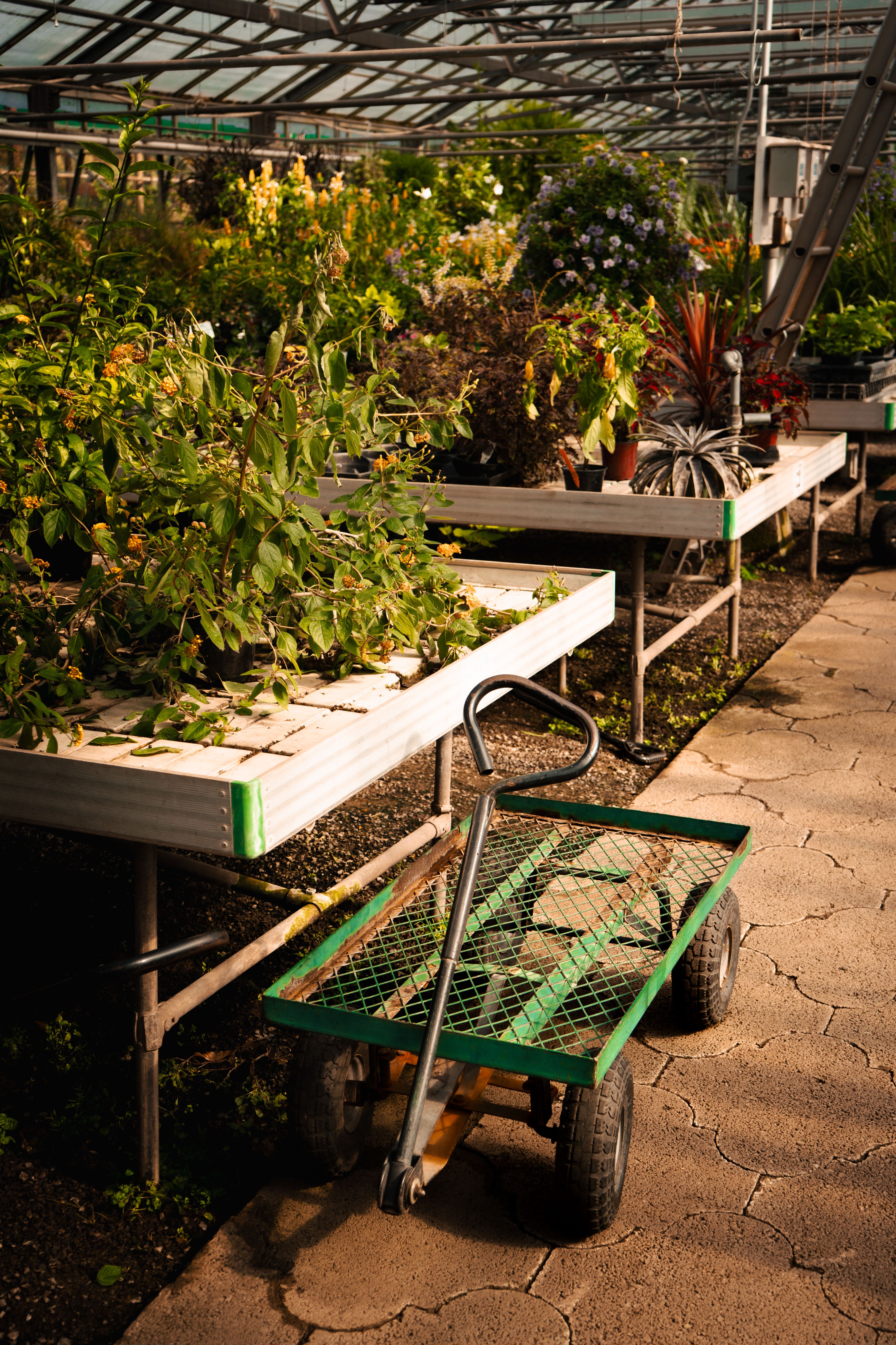 A vibrant greenhouse filled with various plants and a gardening cart.