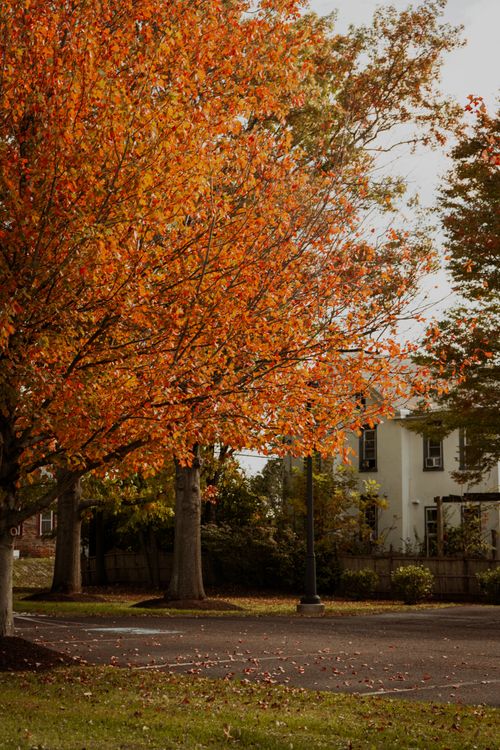 Bright autumn leaves framing a charming home in a leafy Pennsylvania neighborhood