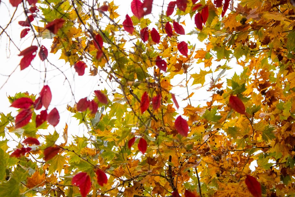 Colorful autumn leaves showcasing a mix of red, orange, and yellow hues from below.
