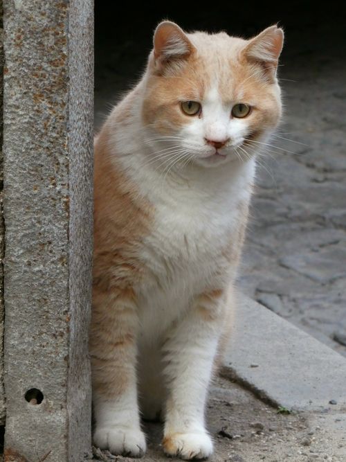 Free Cute ginger and white cat standing outside, captured during the day. Stock Photo
