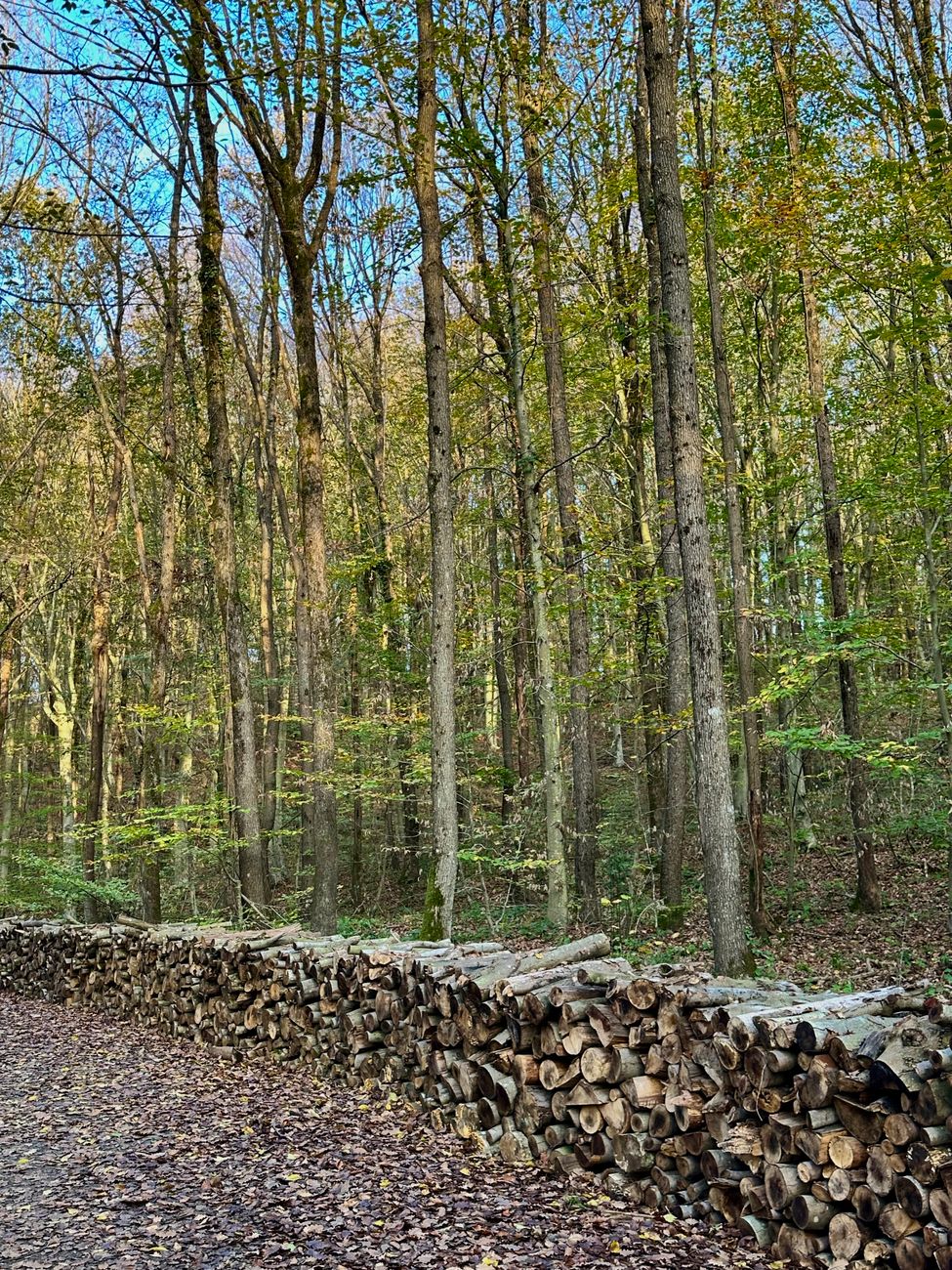 Randonneuse sur les sentiers de schiste rouge du Val sans Retour en Brocéliande