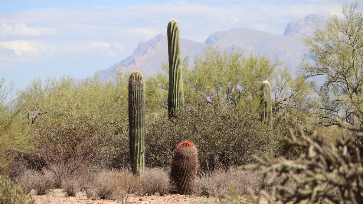 Tucson, AZ Family Giveaways Near Me: Where to Find Legit Deals