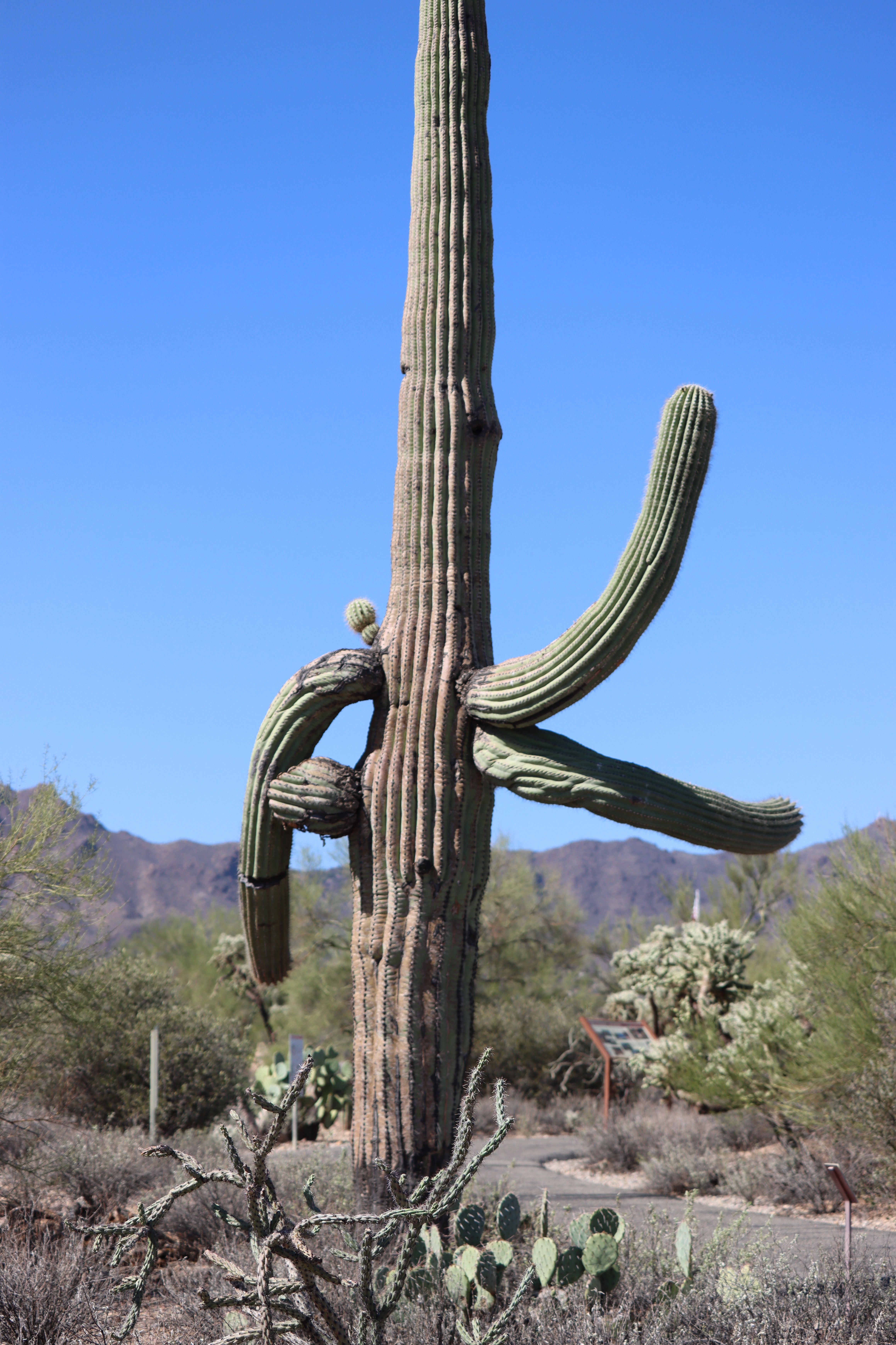 Majestic Saguaro Cactus in Tucson Desert Landscape · Free Stock Photo