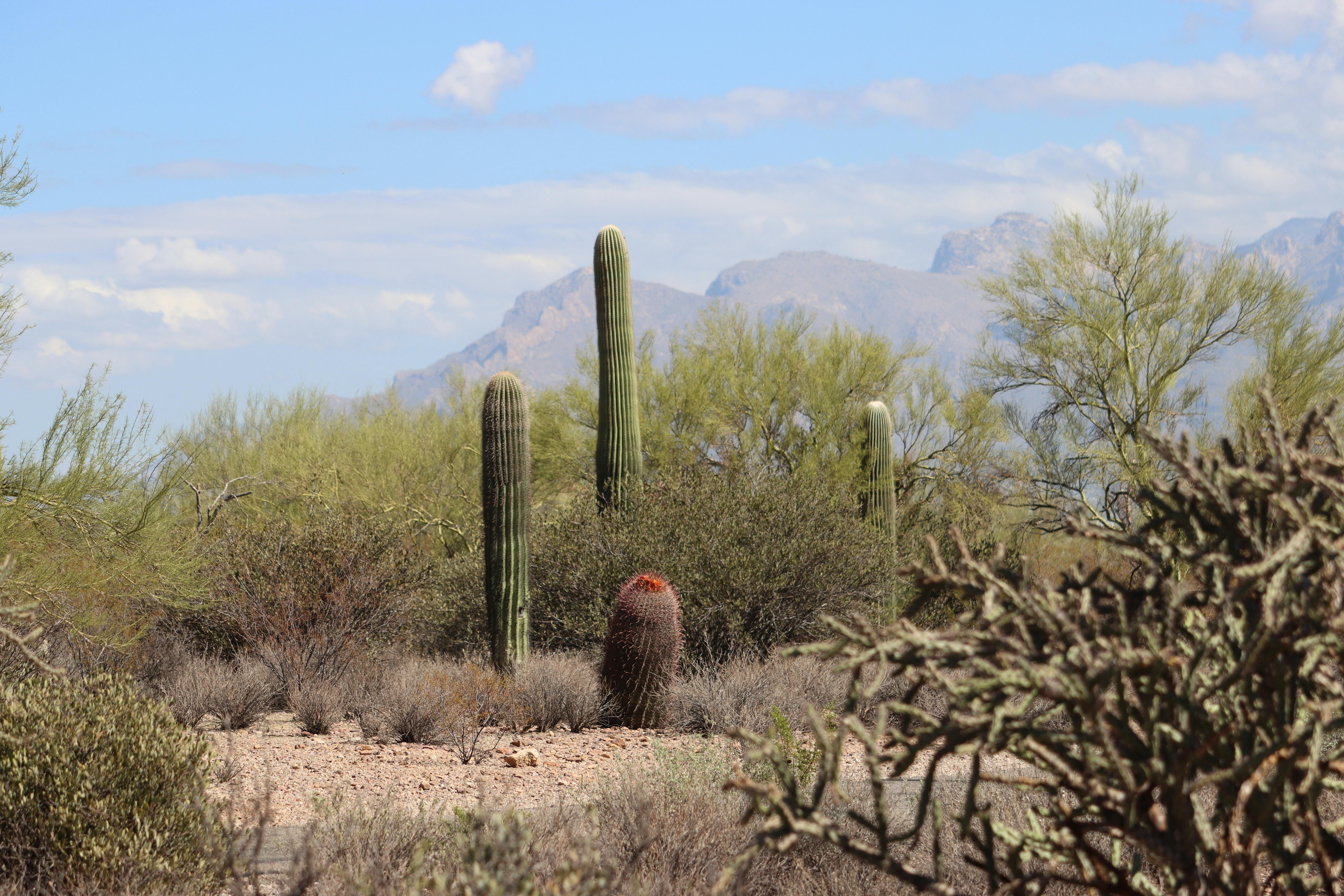 Landmarks in Tucson