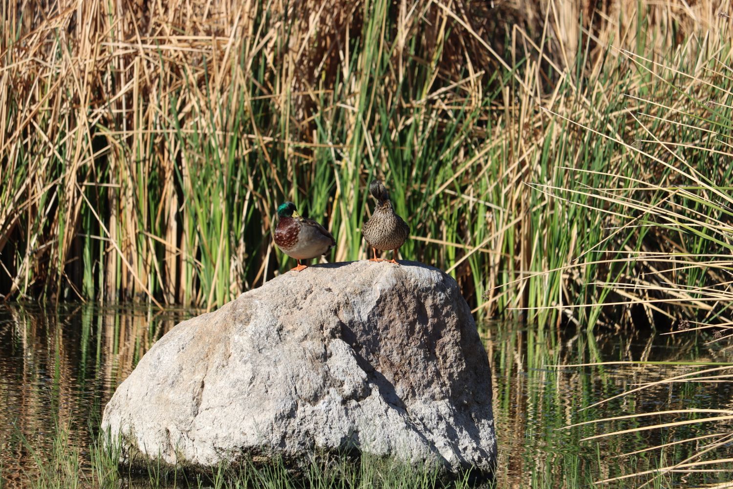 Call Ducks Photos, Download The BEST Free Call Ducks Stock Photos & HD ...