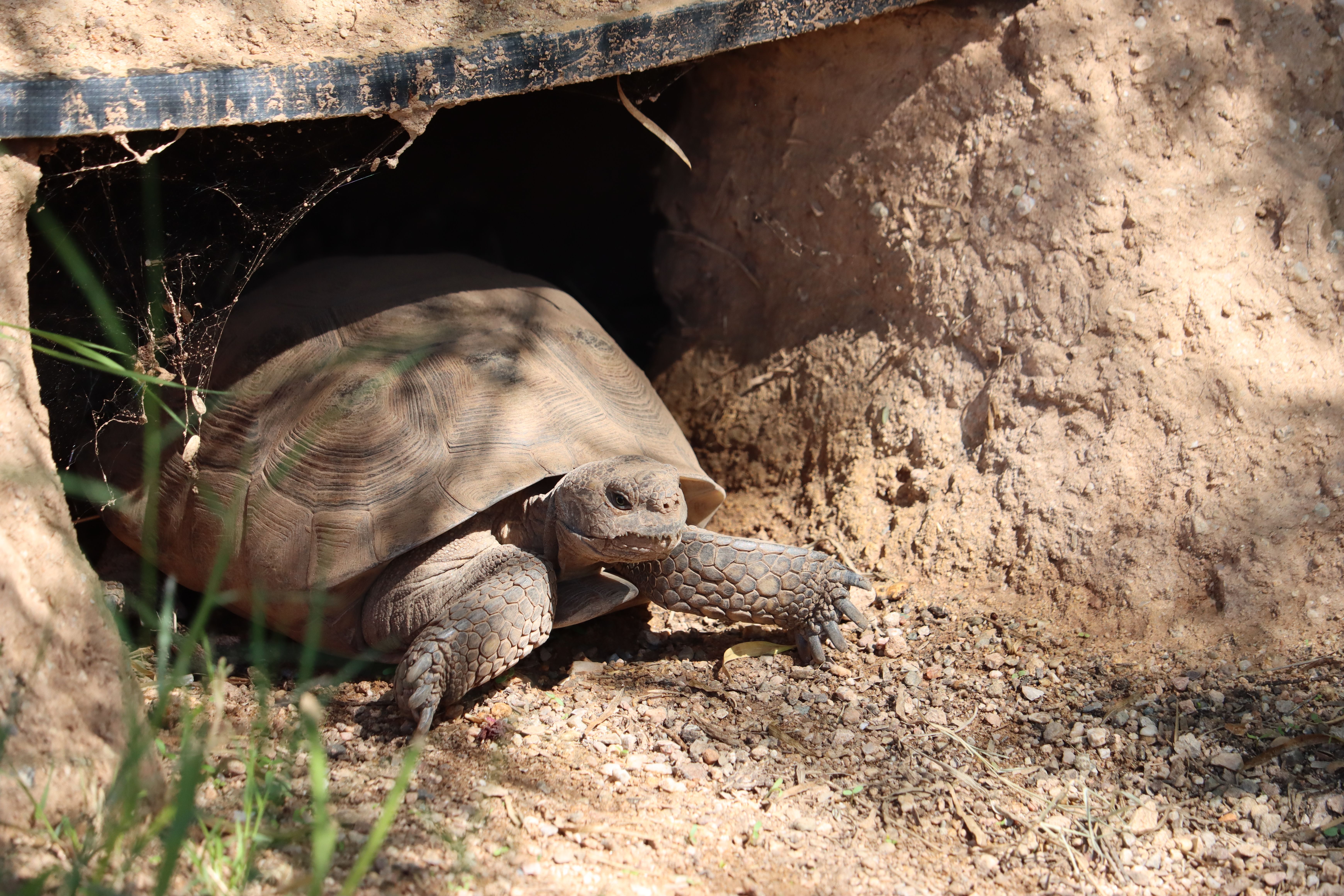 Desert Tortoise Emerging from Burrow in Tucson · Free Stock Photo