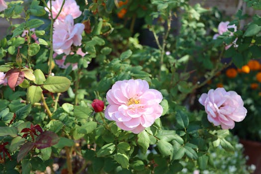 Photo by Lindsey Willard