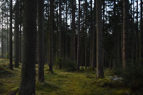 Free A peaceful view of a dense forest with tall trees and green moss covering the ground. Stock Photo