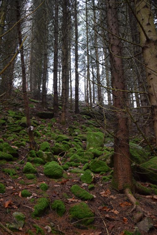 Free Serene forest scene with lush moss and towering evergreen trees, perfect for nature themes. Stock Photo