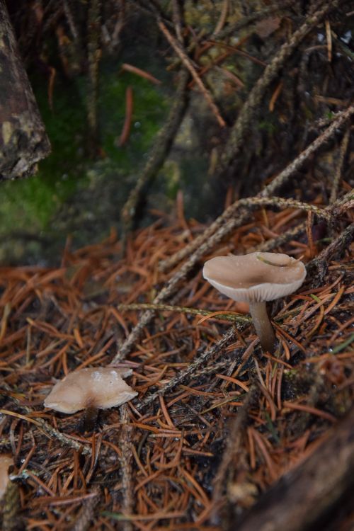 Free Detailed closeup of wild mushrooms on a forest floor with pine needles. Stock Photo