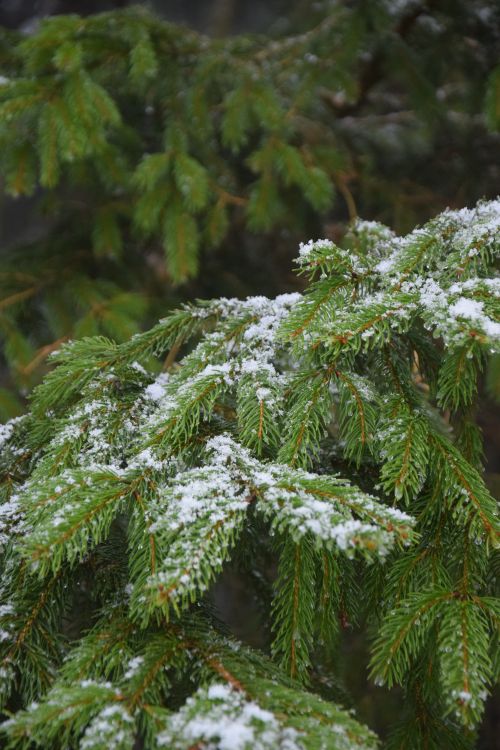 Free Close-up of evergreen branches with a dusting of snow, signifying winter. Stock Photo