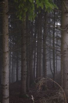 Serene image of a misty forest with tall pine trees enveloped in fog, creating a mysterious atmosphere.