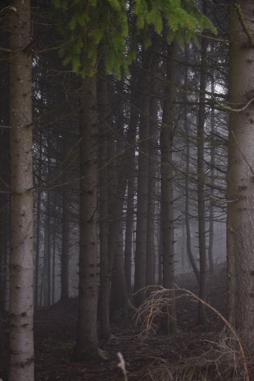 Free Serene image of a misty forest with tall pine trees enveloped in fog, creating a mysterious atmosphere. Stock Photo