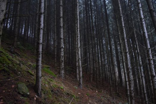 Tall pines in a serene forest setting, creating a misty and tranquil atmosphere.