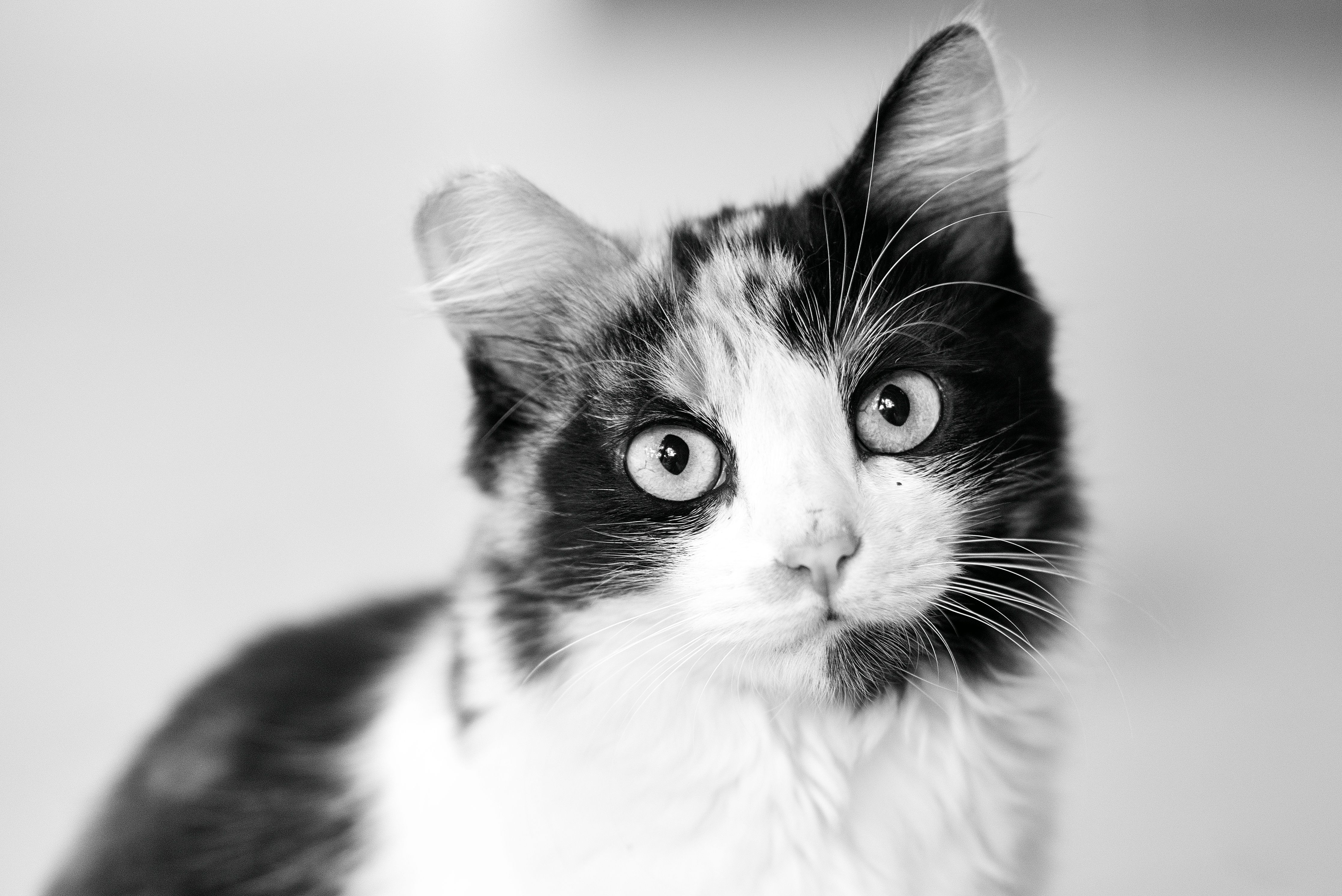 pet insurance pet finance and insurance — Photo by Malcoln Oliveira on Pexels