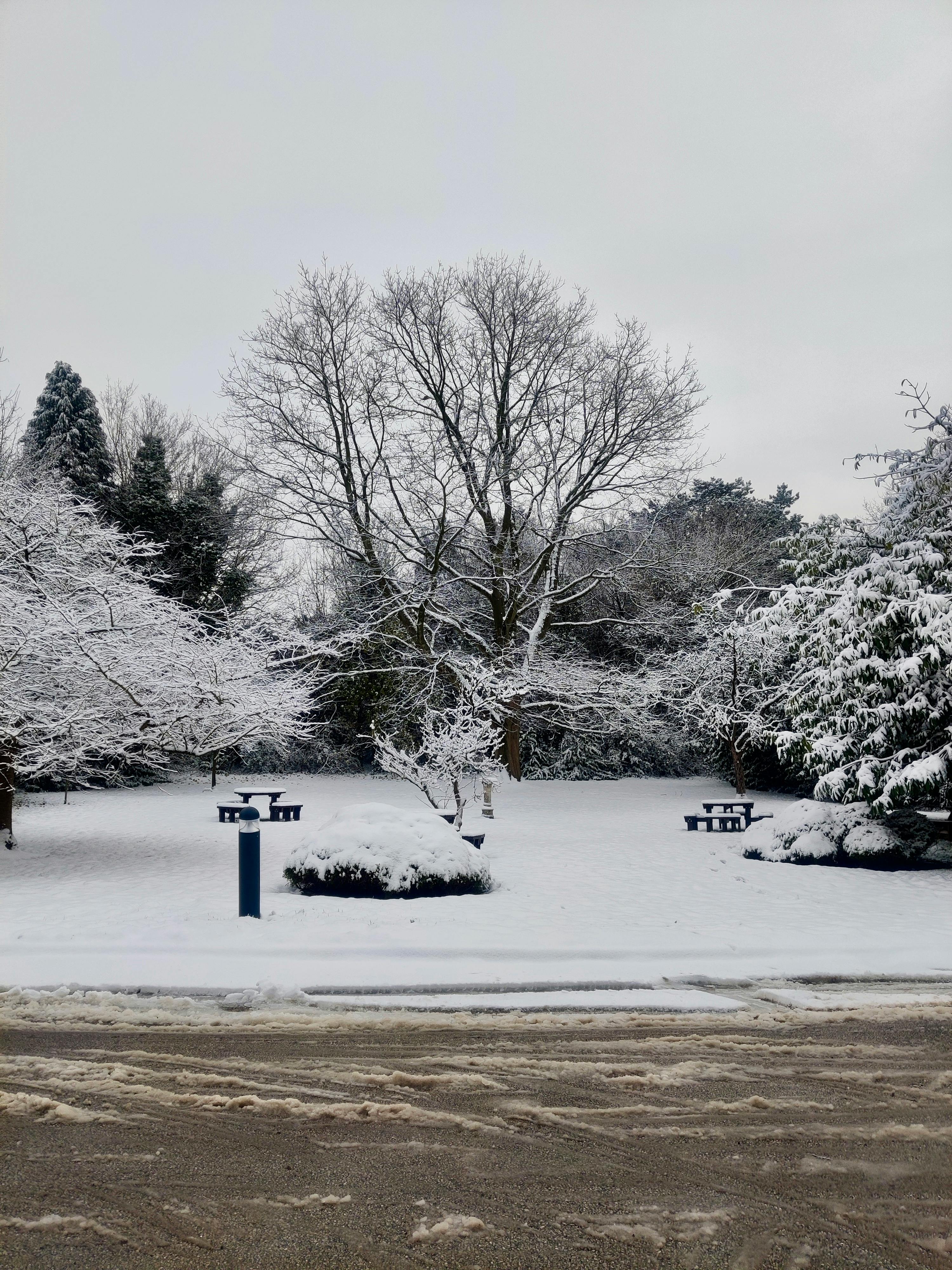 hydrangea frost protection UK