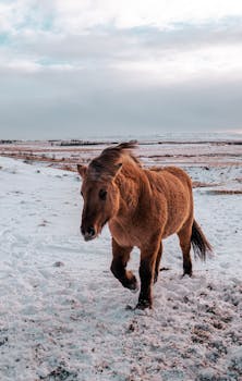 A beautiful Icelandic horse trotting through a snowy winter landscape, showcasing the serene beauty of Iceland.