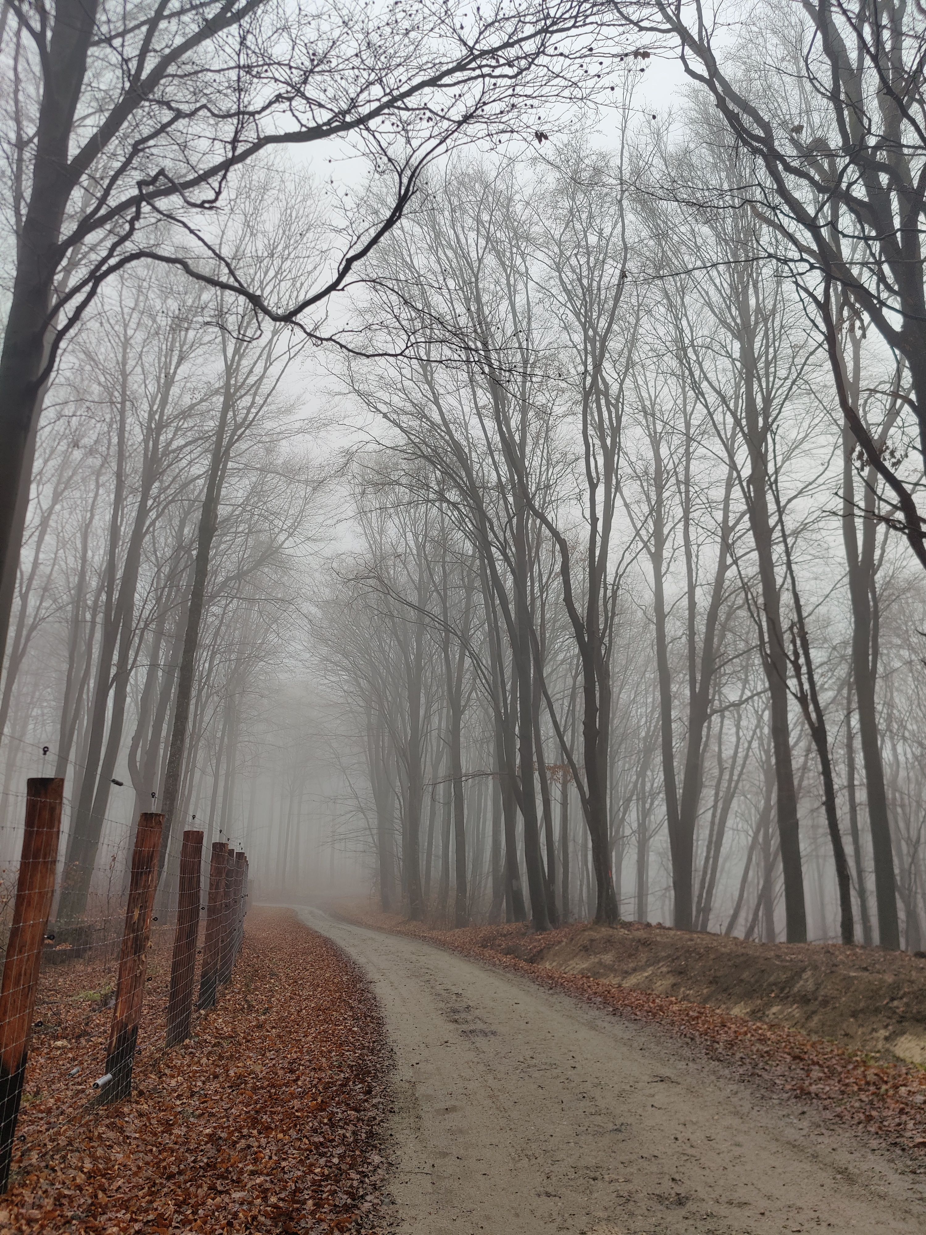 Misty Forest Pathway in Late Fall · Free Stock Photo