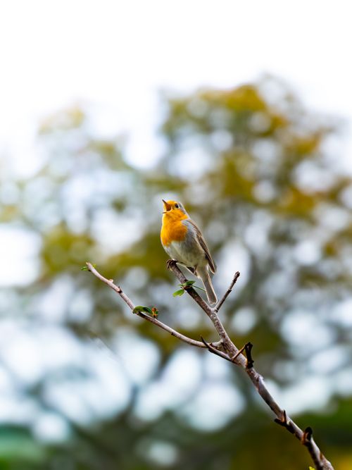 Free Closeup of a European Robin on a branch against a blurred nature background. Stock Photo