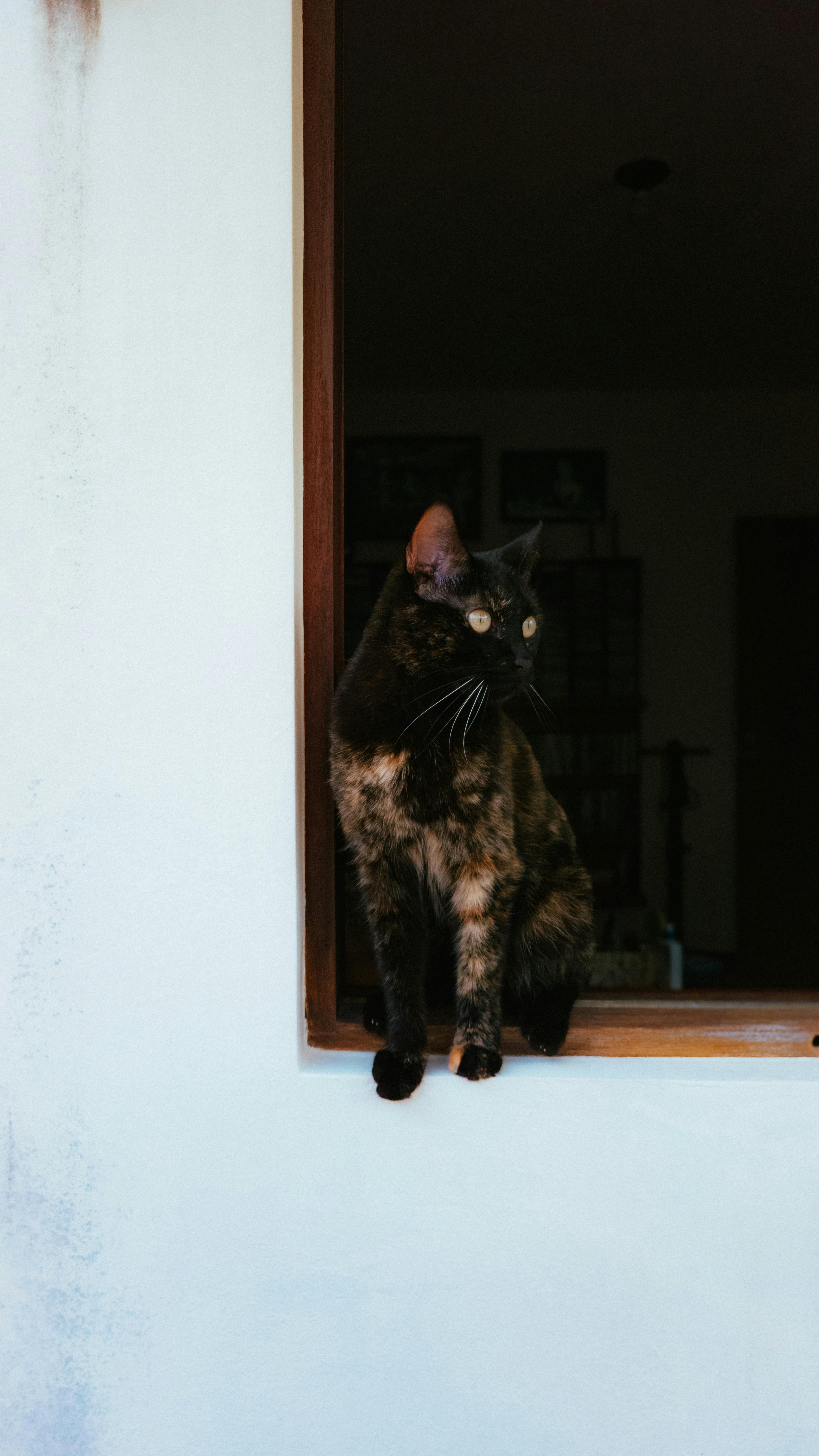 A tortoiseshell cat sits on a windowsill, illuminated by natural light, highlighting its unique fur pattern.