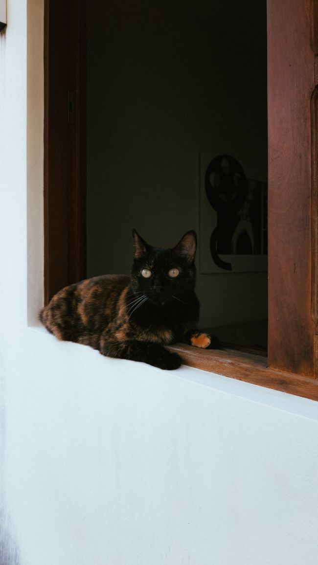 Cat in a home environment