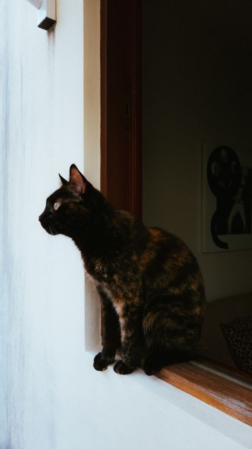 Free A tortoiseshell cat attentively gazes out from a window ledge into the soft indoor light. Stock Photo