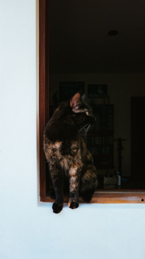 Free A tortoiseshell cat sits on an indoor windowsill capturing the light with a neutral background. Stock Photo