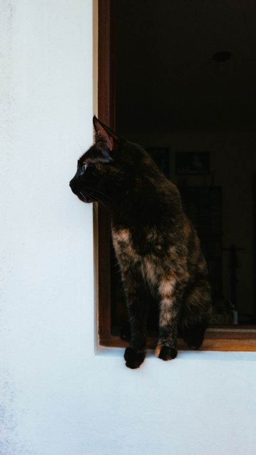 Free A curious cat gazes out a window, sitting elegantly on the sill, showcasing its sleek fur. Stock Photo