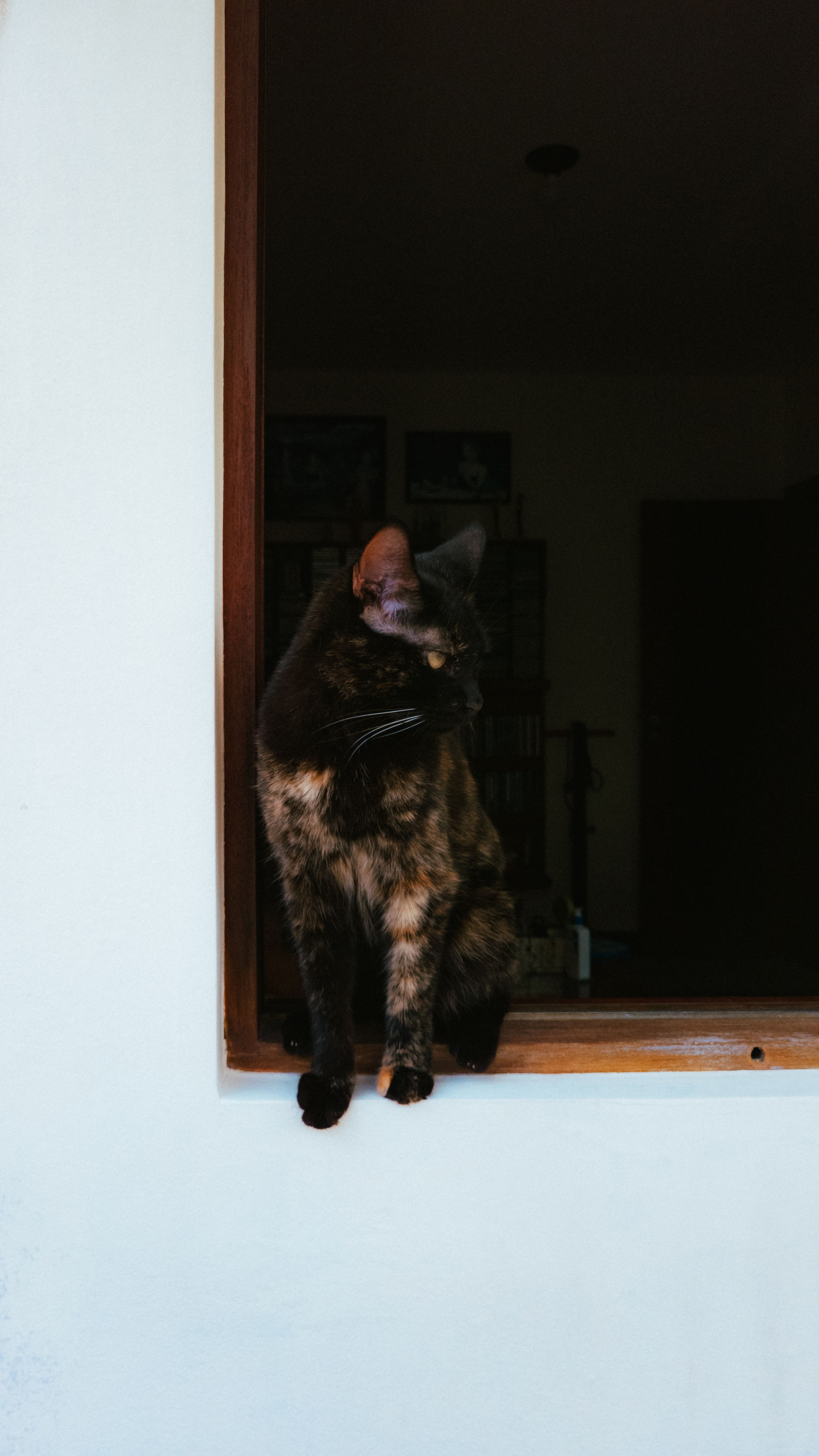 窓辺にたたずむ猫