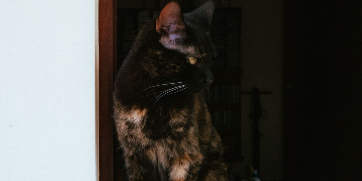窓辺にたたずむ猫