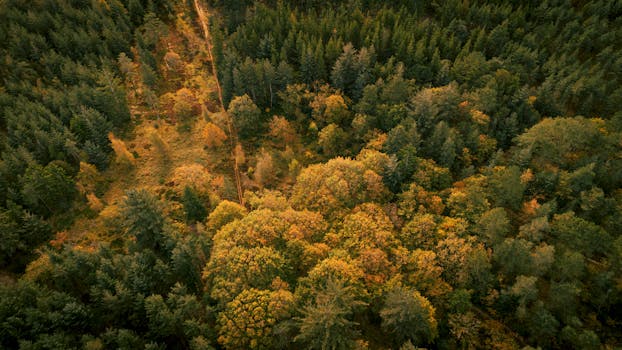 Photo by Benjamin Eriksen Breathtaking aerial shot showcasing vibrant autumn foliage in a dense forest.