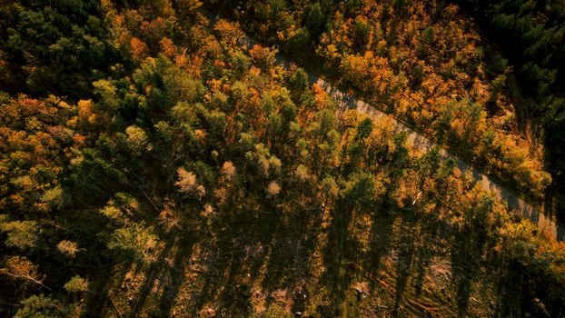 Stunning aerial view of a vibrant autumn forest with a pathway cutting through colorful foliage.