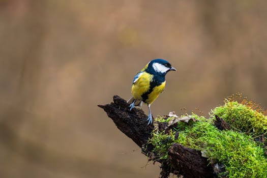 Una vivace cinciallegra appollaiata su un ramo muschioso in un tranquillo ambiente boschivo.