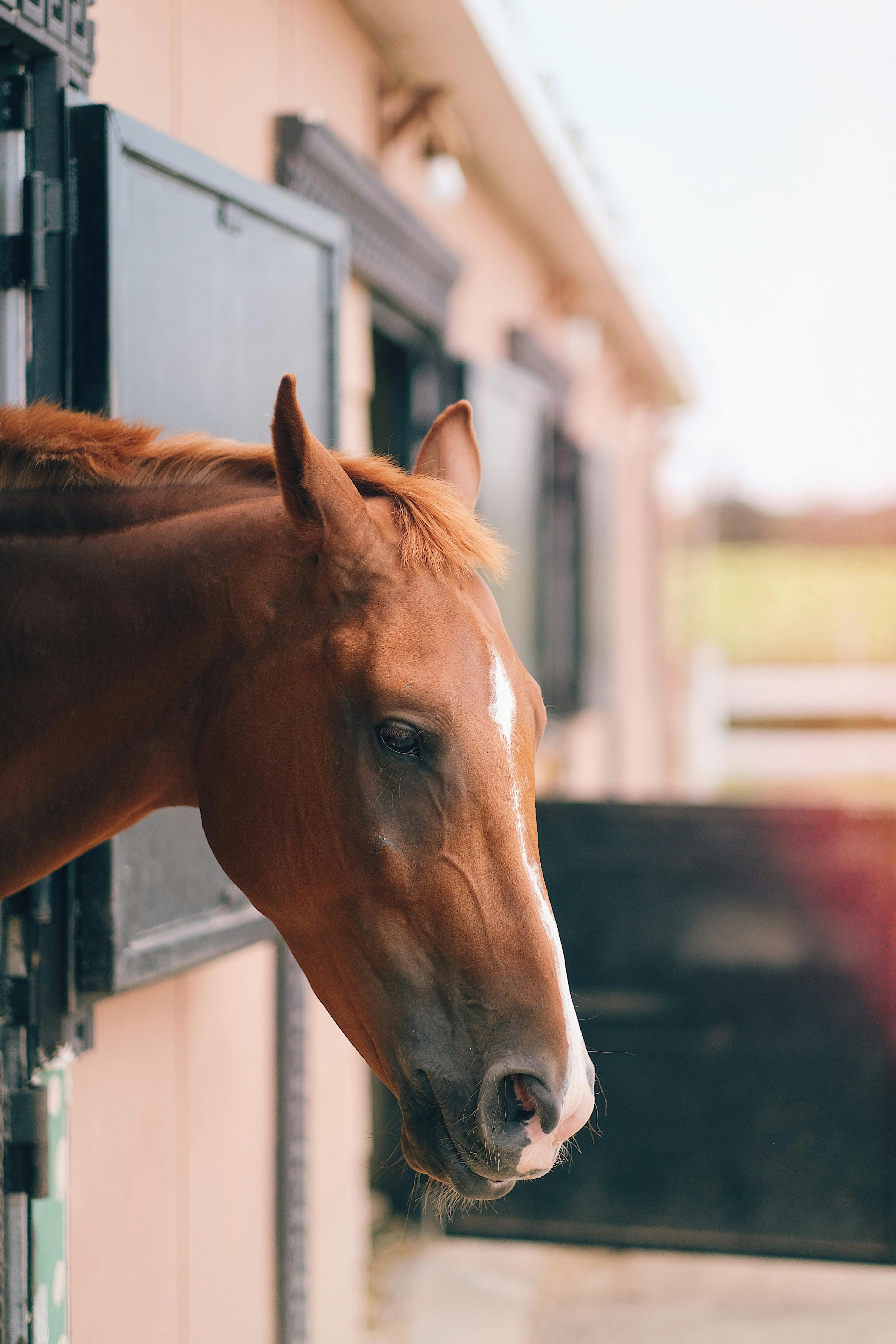 A chestnut horse gazes from a stable, showcasing a calm and serene moment.