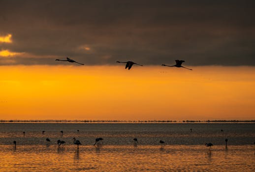 Silhouette of flamingos flying and wading during sunrise at Saintes-Maries-de-la-Mer, France.