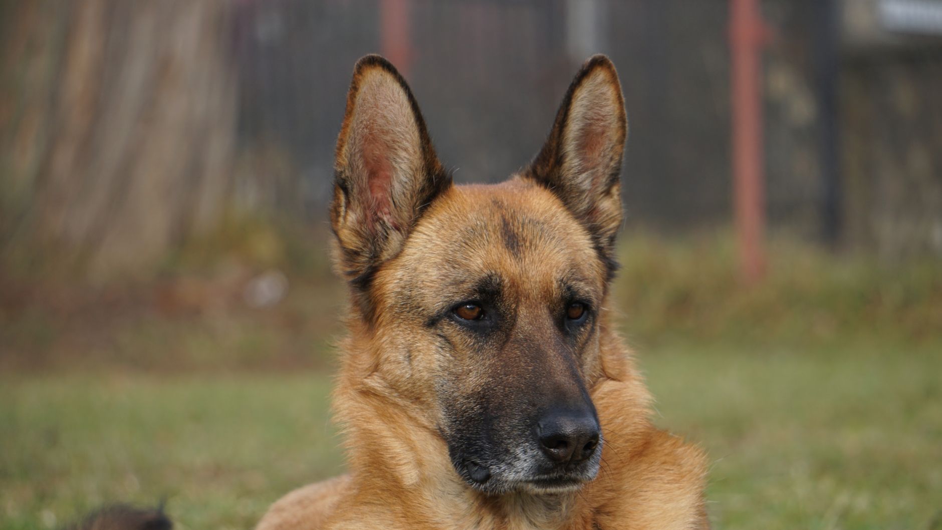 Kommissar Rex