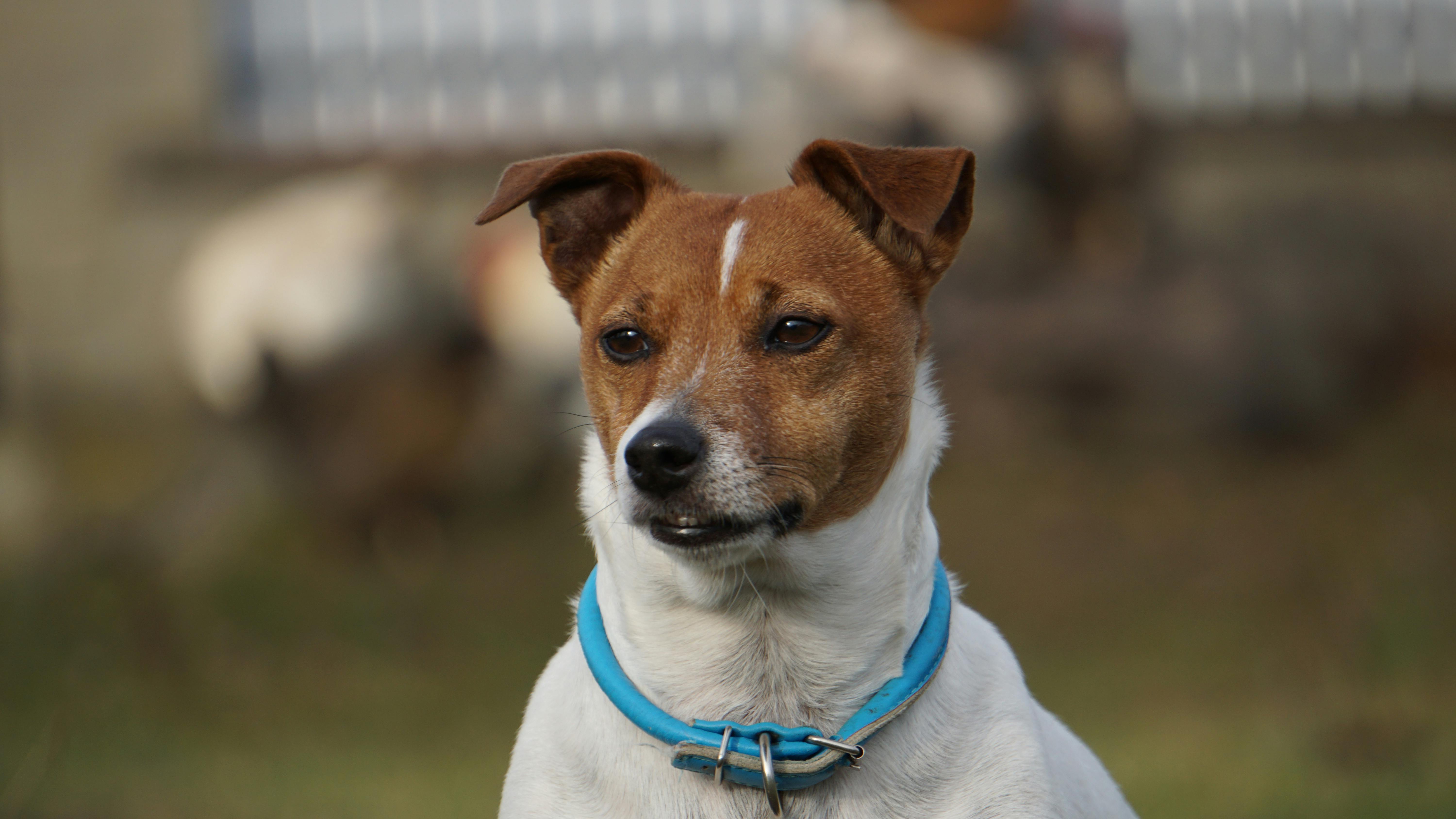 Adorable Jack Russell Terrier with a blue collar posing outdoors.