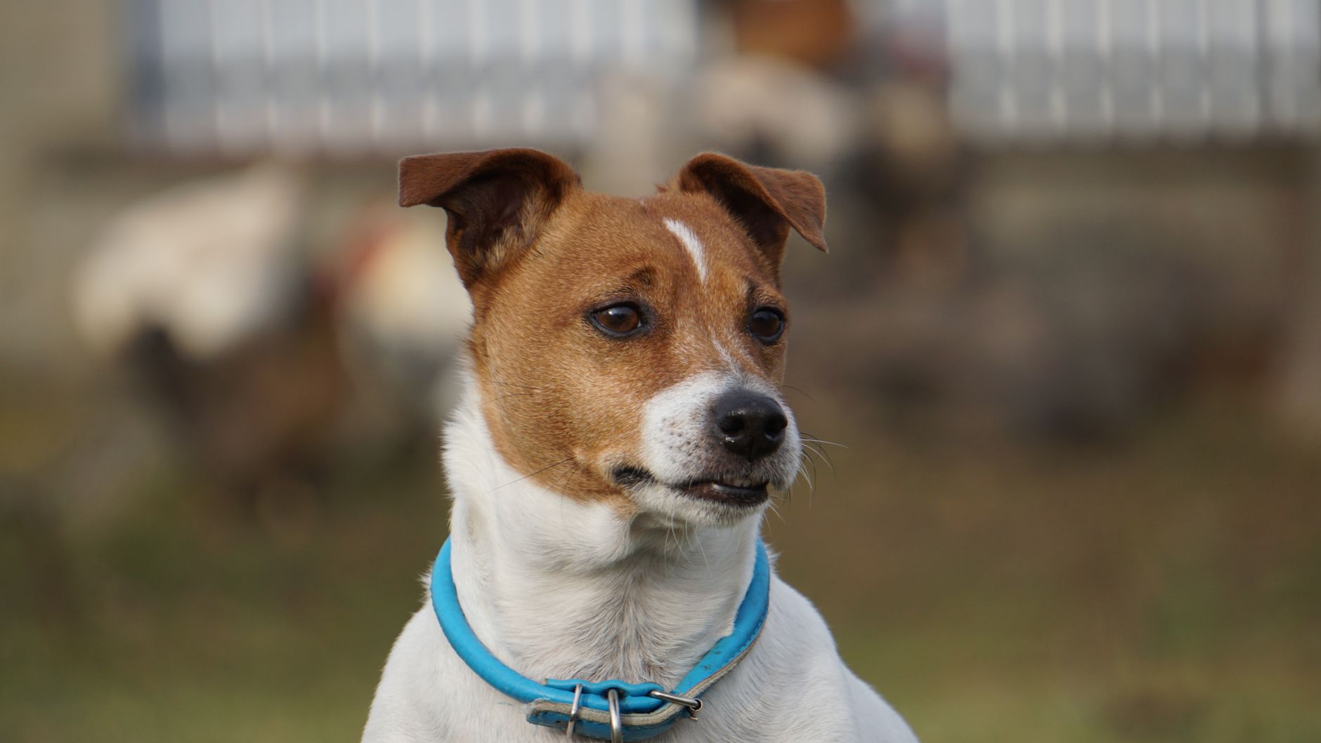 dog name