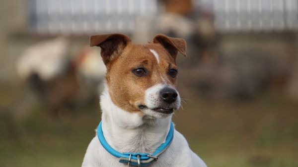 A Jack Russell terrier wearing a slim blue collar