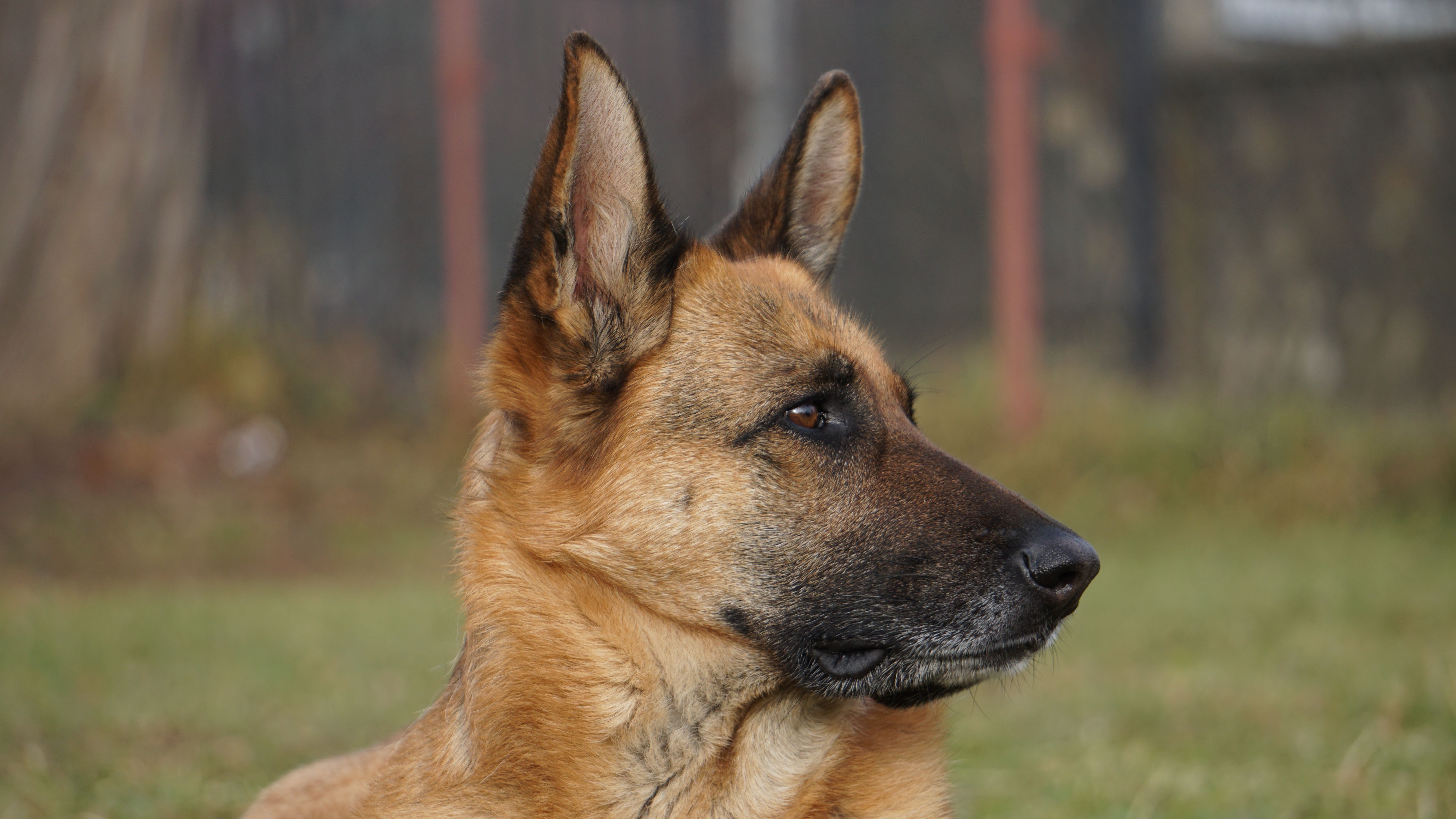 A detailed side portrait of a German Shepherd dog sitting on grass outside.