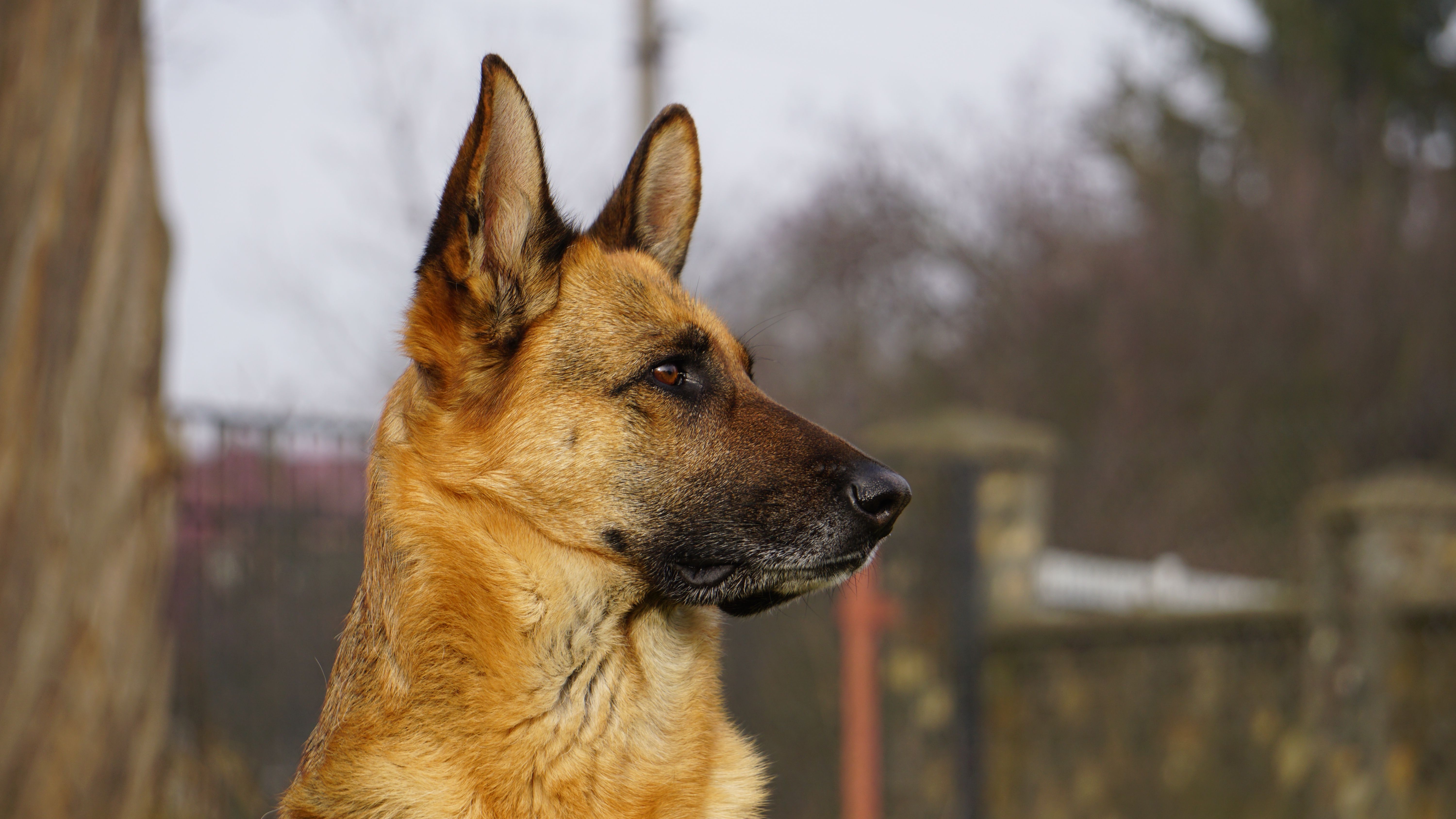The Power of a Structured Routine and Crate Training