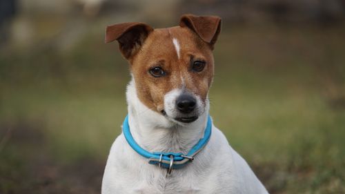 Free Close-up of a Jack Russell Terrier with a blue collar posing outdoors. Stock Photo