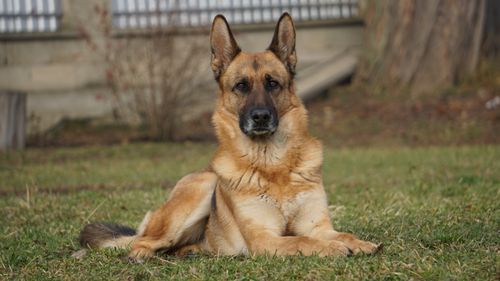 Free A German Shepherd dog resting on a grassy lawn outdoors, showcasing its attentive expression. Stock Photo
