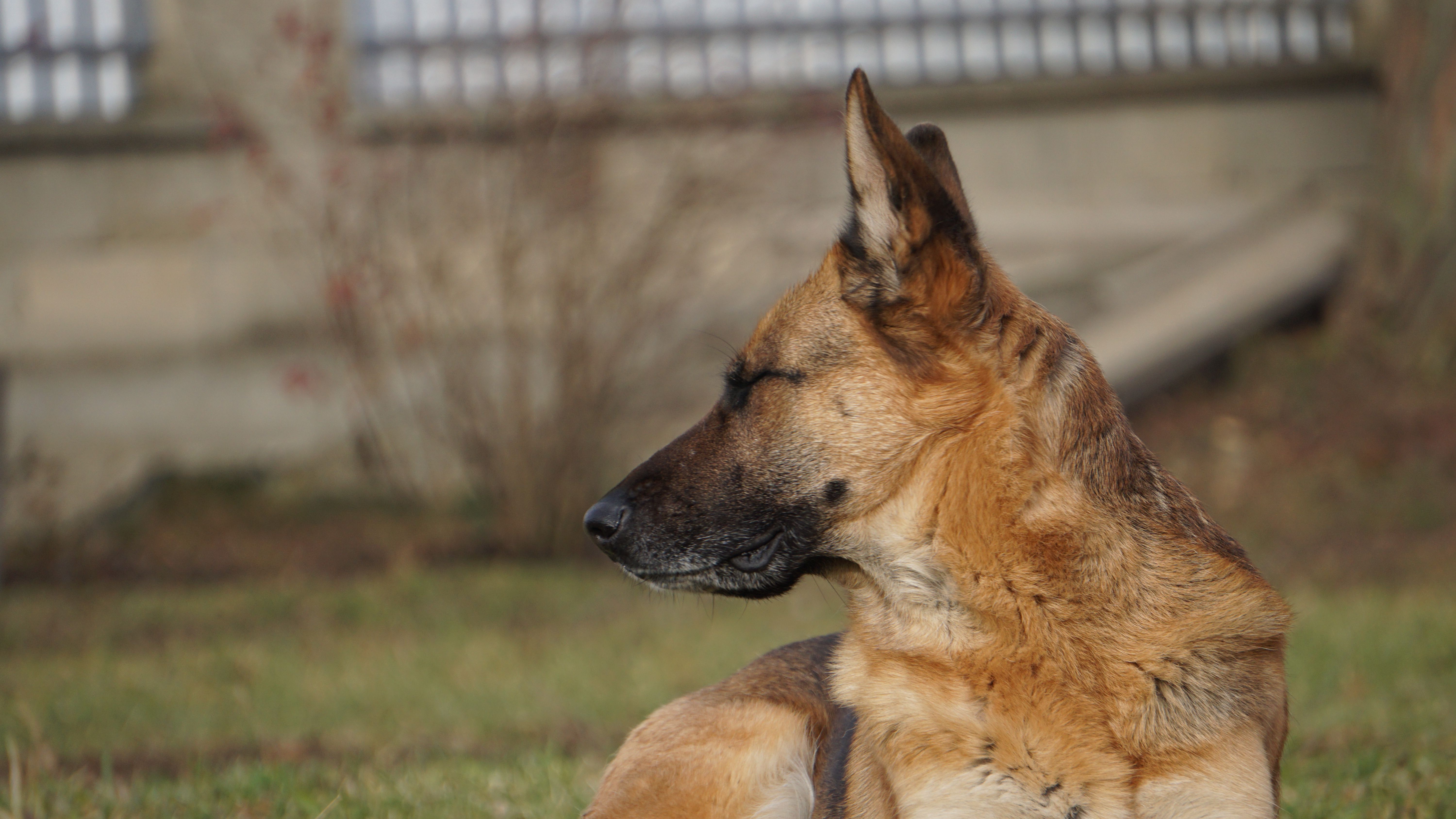 Addestramento comportamentale per animali
