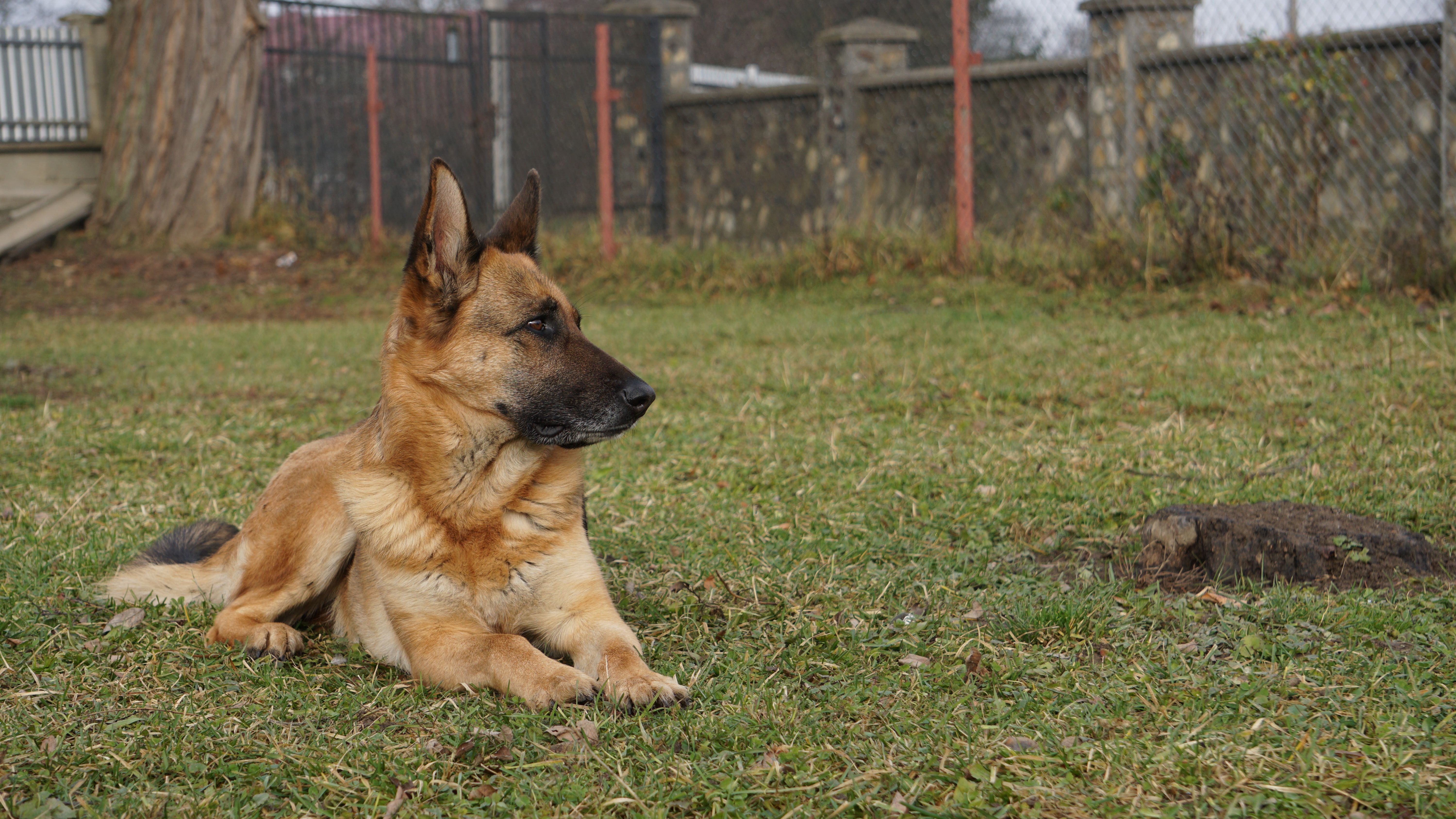 PetSafe YardMax In-Ground Fence