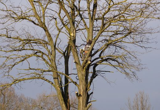 Arborist climbing a tall bare tree in winter