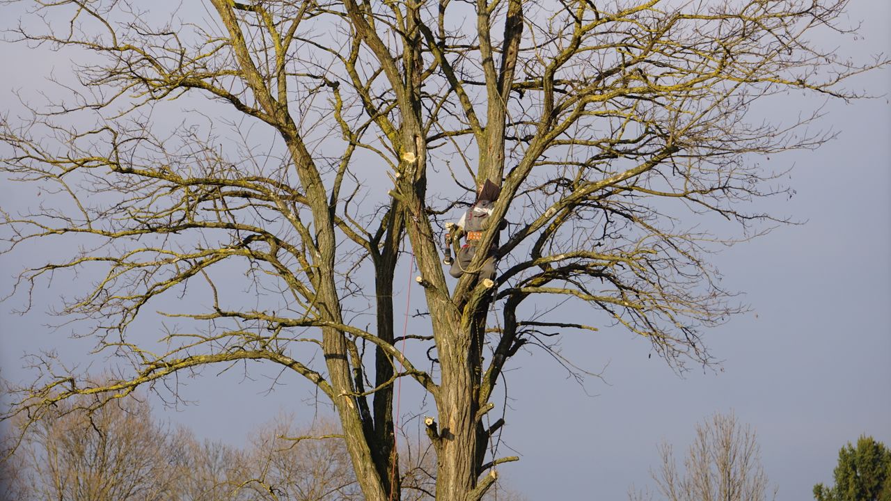 Tree service work 7