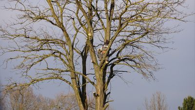 Bare dead tree