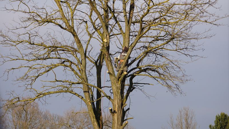 Arborist carefully pruning tree branches with professional tools