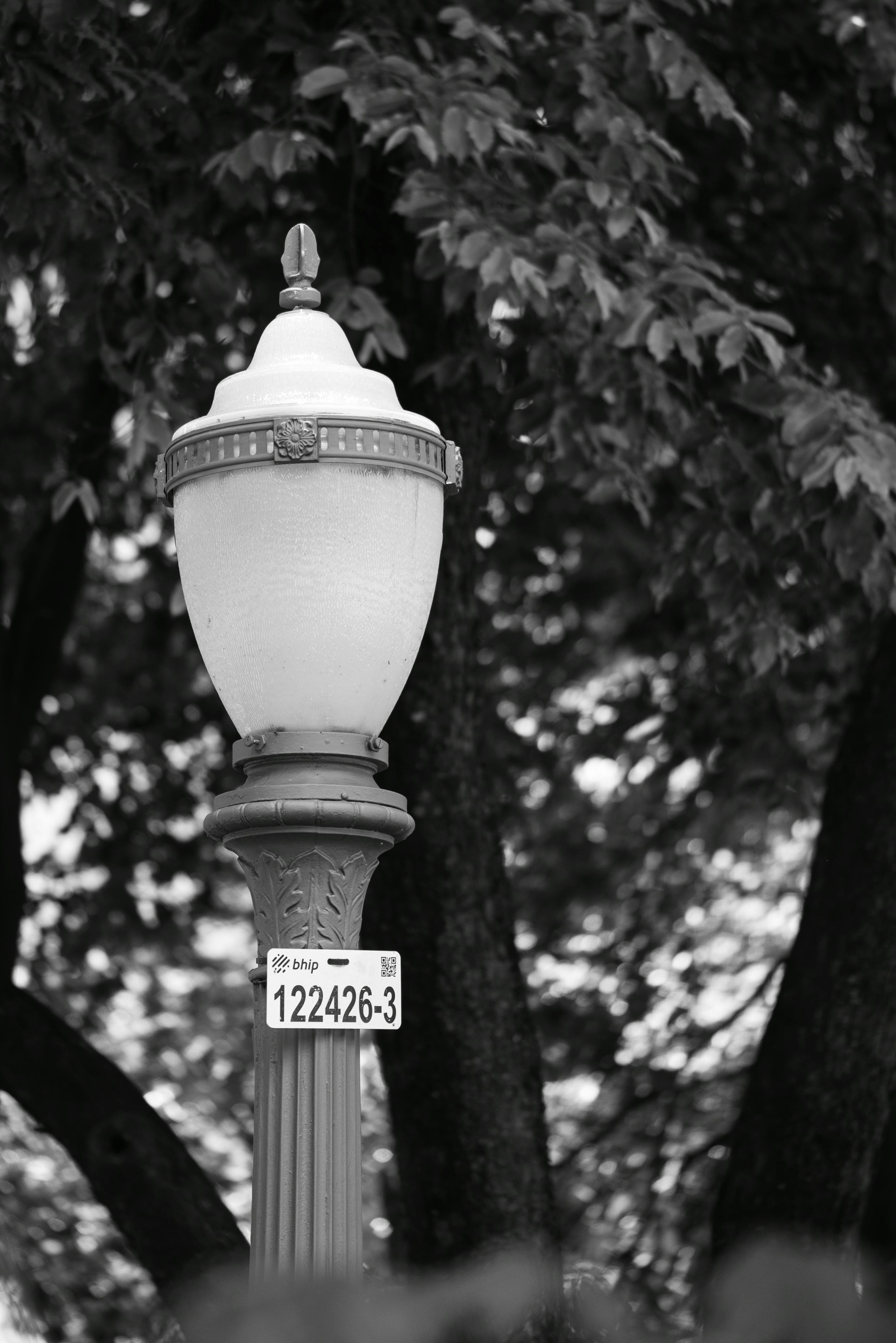 Gratis Fotografía en blanco y negro de una farola clásica frente a árboles frondosos en Belo Horizonte, Brasil. Foto de stock